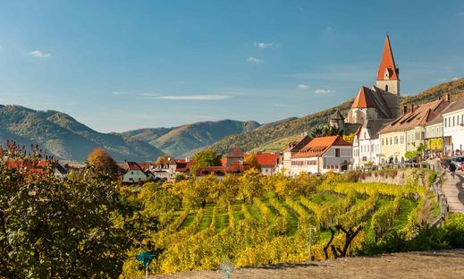 Osztrák Cabernet sauvignon szőlőültetvény